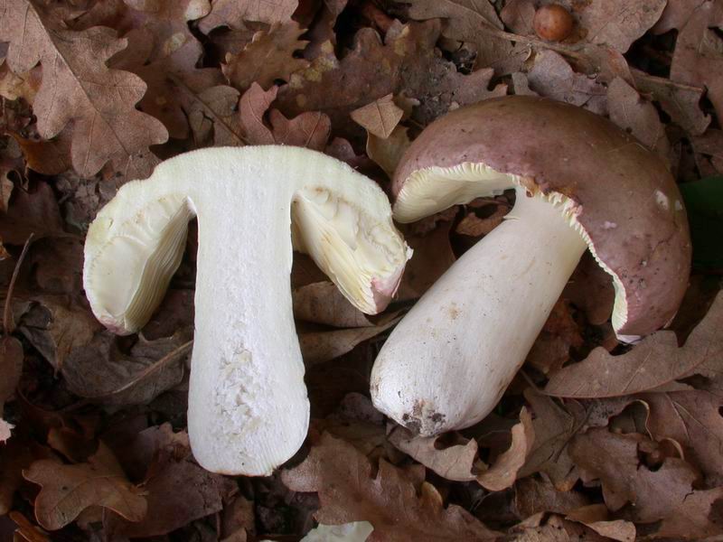 Russula.....